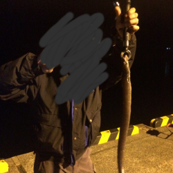 アジアナゴヤガラ